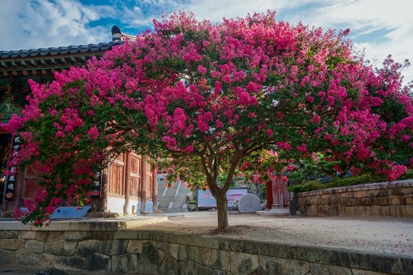 화엄사 배롱나무꽃이 만개한 사진