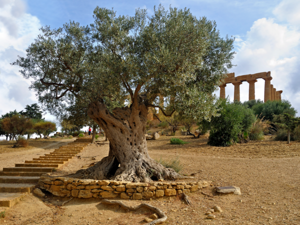 Temple valley - centenary olive tree near the temple of Hera Lacinia- Agrigento- Sicily
