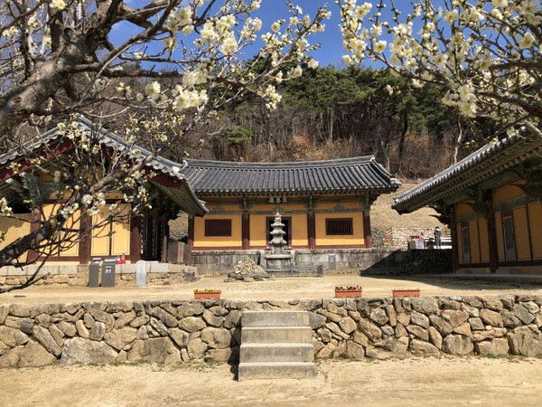 매화꽃 핀 극락전