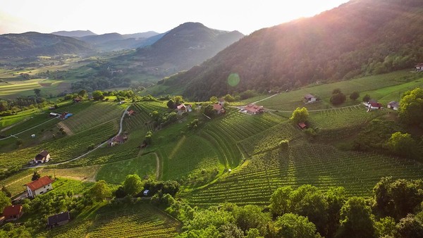 zagorje-vinogradi--ivo-biocina