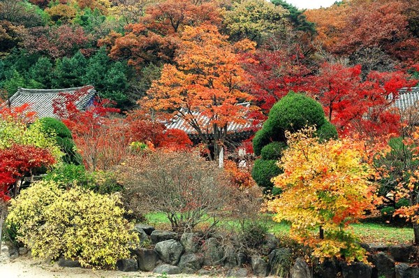 직지사 가을풍경