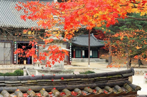 단풍과 대웅전
