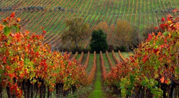 Sagrantino vineyards in autumn.