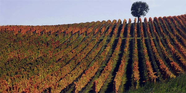 Sagrantino vineyards in autumn. Poggio Turri winery. Montefalco, Italy.