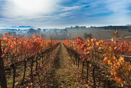 Sagrantino vineyards in autumn.