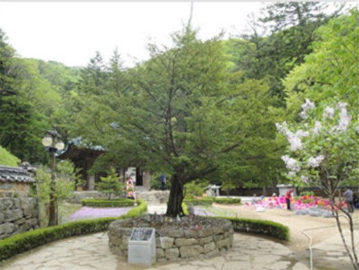 자장의 주장자가 싹이 터 자라났다는 주목