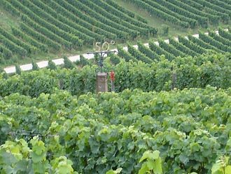Riesling vineyards at the 50th parallel of north latitude. Geisenheim. Hesse, Germany.Source- Wikimedia Commons