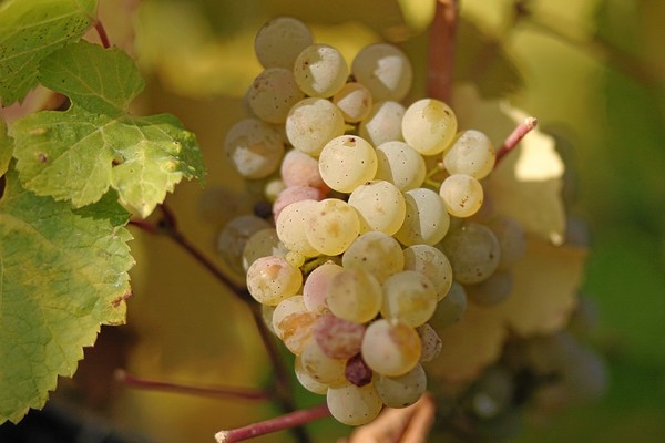 Ripe grapes of Riesling. Rheingau, Germany.Photo: Tom Maack. CC BY-SA 3.0 via en.wikipedia.org