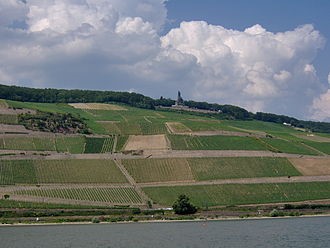 Riesling sloped vineyards along Rhine River. Rheingau, Germany. Source Wikiwand.com