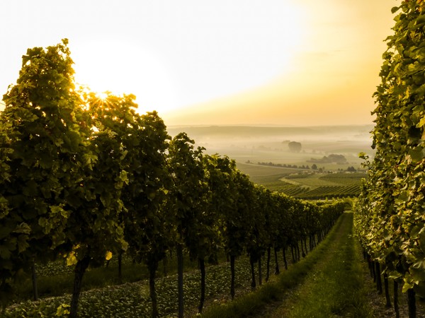 Rheingau, photo by sven wilhelm