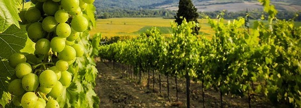 Trebbiano, the grape of Est! Est!! Est!!! wine. Vineyards.