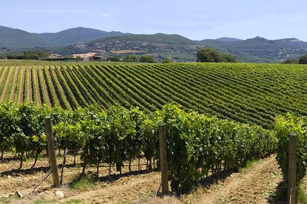 Trebbiano grape vineyards. Montefiascone, Italy. Photo: Courtney Schiessl, blogs-images.forbes.com