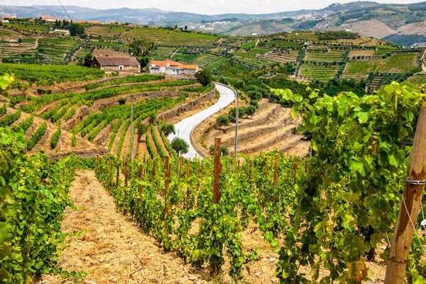 View of vineyards in the Douro valley, Portugal. Photo credits Mat’s Eye, www.flickr.com via Wikimedia Commons.