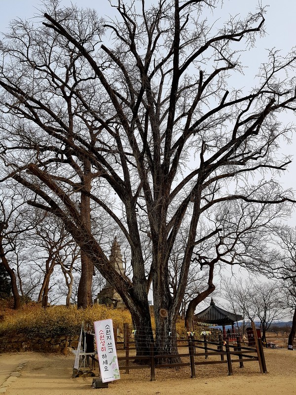 600살 은행나무
