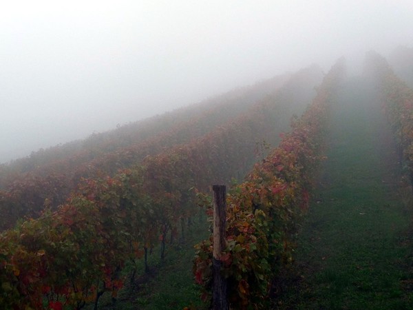Early morning fog in a Nebbiolo vineyard. Langhe hills, Piemonte region, Italy. The Italian word for fog, “nebbia” is one possible origin for the name Nebbiolo. Photo Credit: Blue Moon in Her Eyes, www.flickr.com via Wikimedia Commons.