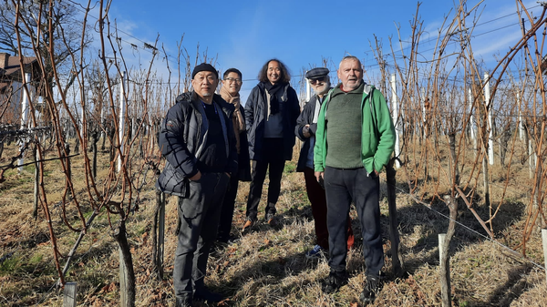 빈코베츠의 실바나스 젤레니 포도밭에서