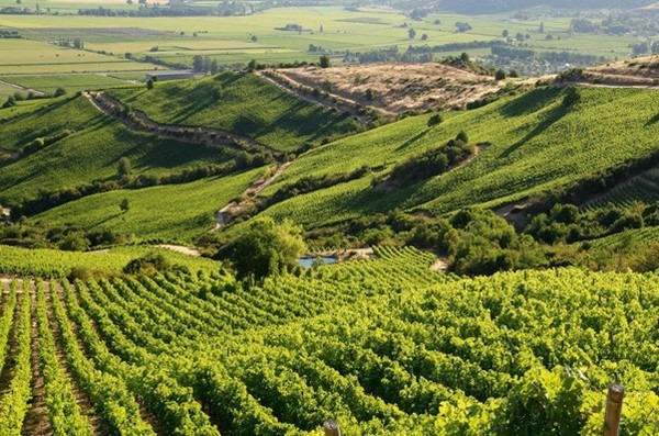 Vineyards in Apalta district. Colchagua Valley, Chile. Photo credits: www.decanter.com