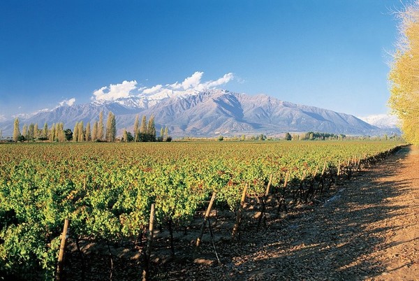 View of Chilean vineyards in the foothills of the Andes. Photo credits: Fsanchezs, via Wikimedia Commons
