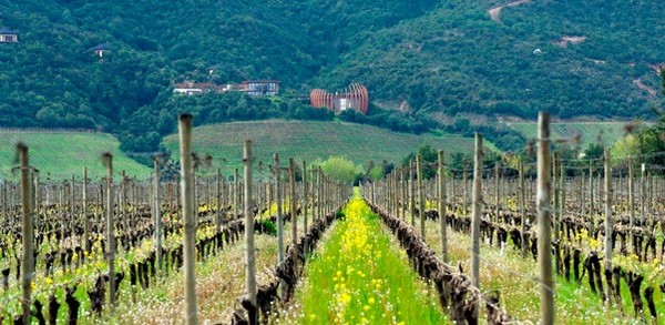 The modern building of the Lapostolle Clos Apalta winery with its vineyards. Colchagua Valley, Chile. Photo credits: www.cantinefatteadarte.it