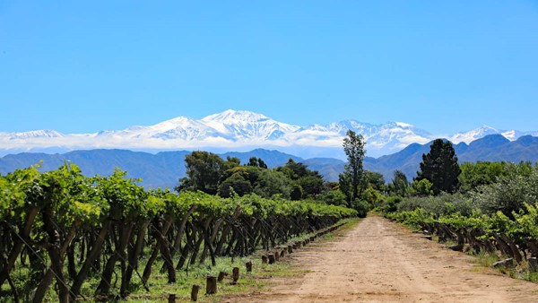 Cabernet Sauvignon vineyards. The Andes Mountain Range in the background. Photo credits: www.thewinesociety.com