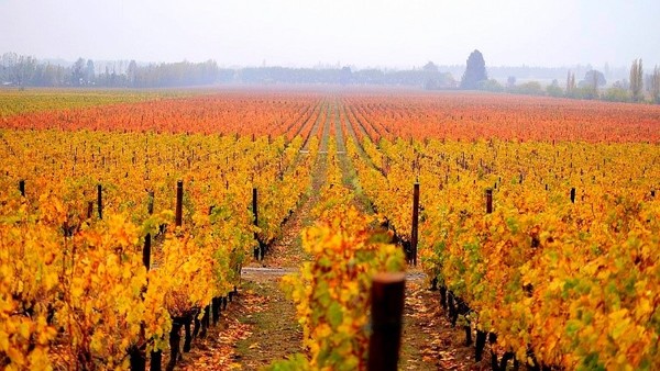Lapostolle Clos Apalta vineyards. Colchagua Valley, Chile. Photo credits: Wikiedro, via Wikimedia Commons.