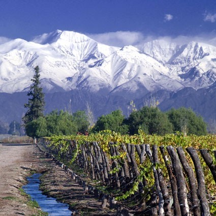 Chilean vineyards outside the capital city of Santiago. The Andes Mountain Range in the background. Photo credits: www.winegeography.com