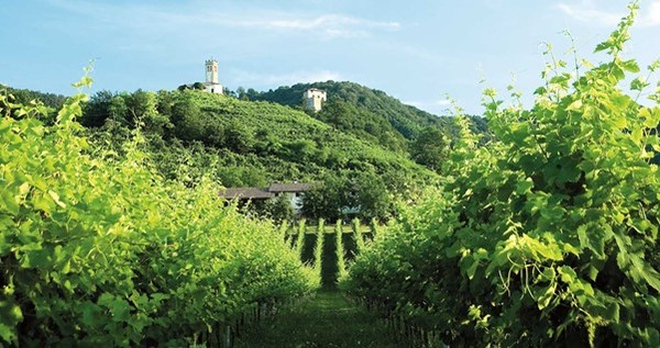 Prosecco vineyards. Terre di San Venanzio Fortunato winery. Valdobbiàdene, Treviso, Italy. Photo Credits www.terredisanvenanzio.it