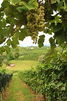 Prosecco vineyards with Glera grapes. San Vito di Valdobbiàdene. Treviso, Italy. Photo Credits Luca Temporelli, via Wikimedia Commons