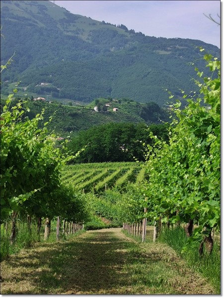 Prosecco vineyards, Campion winery. San Giovanni di Valdobbiàdene. Treviso, Italy. Photo Credits Claudio Tedesco, www.web.archive.org  www.panoramio.com via Wikimedia Commons