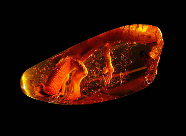 Inclusion of lizzard in Baltic amber