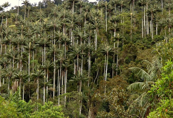 Palma_de_cera_del_Quindío_(Ceroxylon_quindiuense) Alejandro Bayer Tamayo from Armenia, Colombia