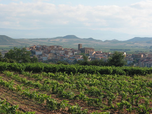 Tempranillo vineyards nearby the town of Entrena. La Rioja region. Photo Credits Gurrea via wikimedia commons.