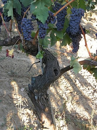 Clusters of Tempranillo grapes on an old, gnarled vine typical of Spain. La Rioja region. Photo Credits Fabio Ingrosso, www.flickr.com via wikimedia commons