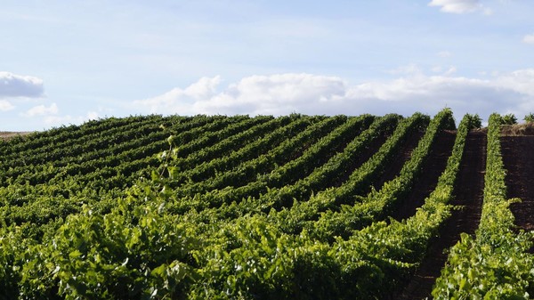 Tempranillo vineyards in La Rioja region. Photo Credits Alesanco 12 via wikimedia commons.