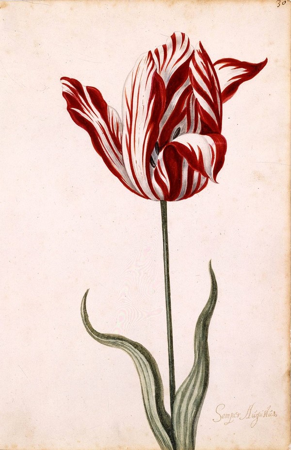 Semper Augustus Tulip_Unknown artist(before 1640)