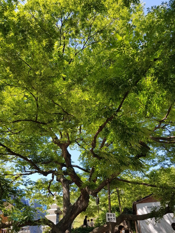 수령 400년이 넘은 느티나무