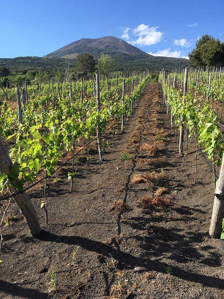 Lacryma Christi vineyards with Mount Vesuvius in the background. Photo Credits: www.florami.it (winery).
