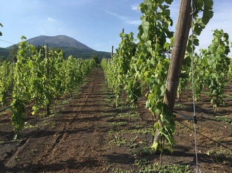 Lacryma Christi vineyards with Mount Vesuvius in the background. Photo Credits: www.florami.it