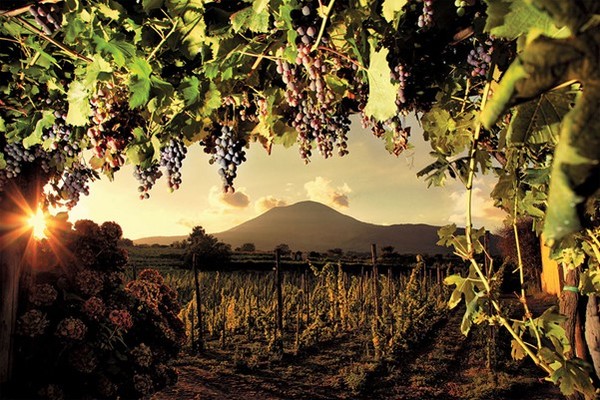 Vineyards on Mount Vesuvius. Photo Credits: www.lucianopignataro.it (wine blog)