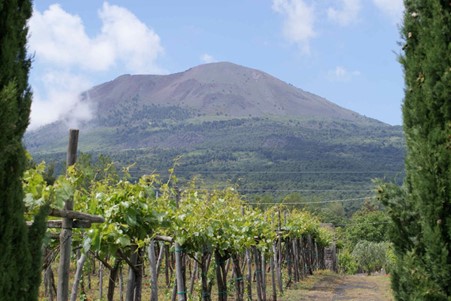 Vineyards near Mount Vesuvius. Photo Credits: www.museoartevino.it