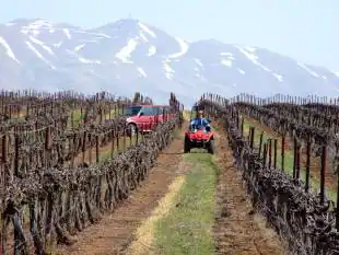 Vineyards in the Golan Heights, between Israel and Syria. Photo Credits: www.dagospia.com