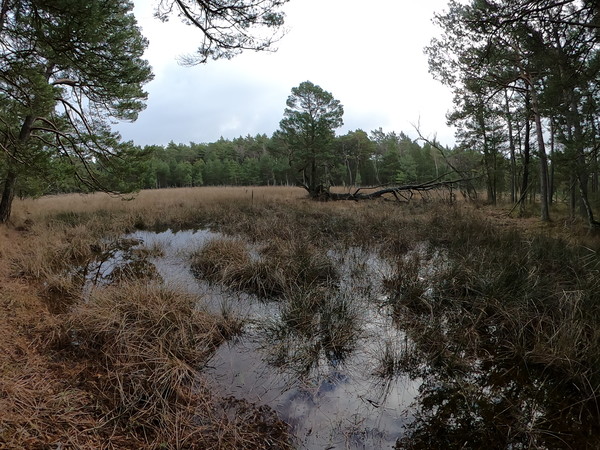 Ł. Fuglewicz. Śródleśne torfowisko