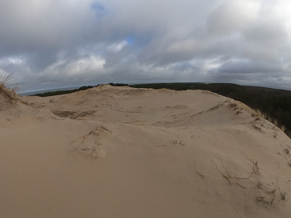 Ł. Fuglewicz. Wędrująca wydma Czołpińska wdzierająca się w las