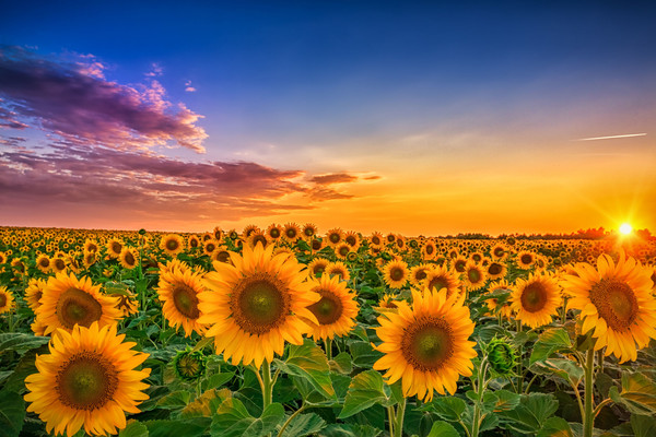 Slavonia sunflower field