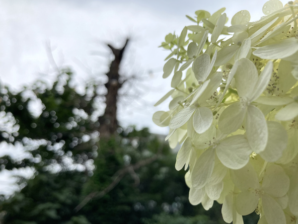 인사동 코트의 오동나무정원