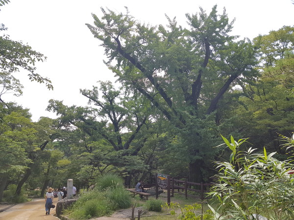 은행나무 암수 두 그루