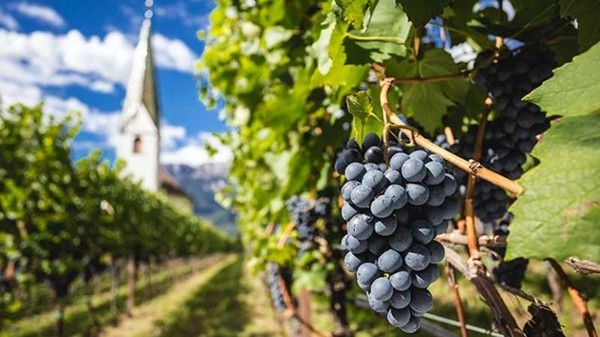 Lagrein vineyards in Trentino-Alto Adige. Photo Credits: www.winedharma.com