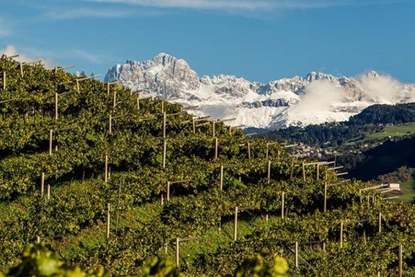 Vineyards with the Dolomites in the background. Photo Credits: www.beverfood.com