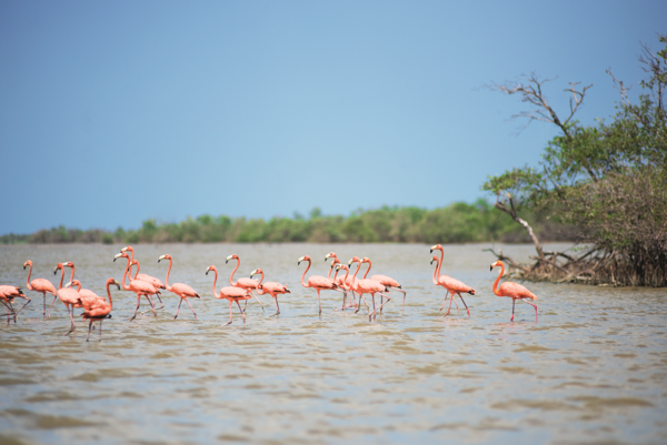 Guajira_santuario de fauna y flora los flamencos_Retocada Foto Lorena Velasco Agradecimiento a Parques Nacionales