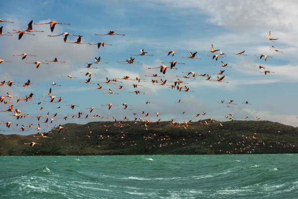 Guajira_Punta gallinas_flamencos en bahia hondita Foto Lorena Velasco Agradecimiento Parques Nacionales de Colombia